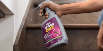 5 Green Ways to Chase Spiders Away from Your Home