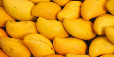 Kesar Mango
